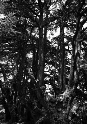 Cèdre 3
Réserve naturelle du Barouk dans la région du Chouf - Liban

Pentax MX - APX 100 Rodinal


Mots-clés: Liban- Chouf - Arbre - Cèdre - Barouk