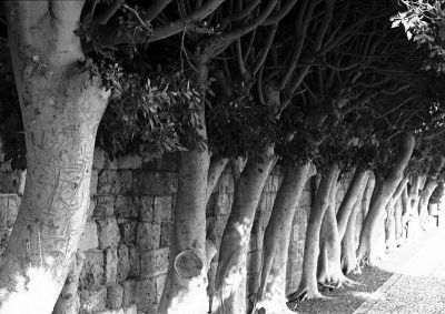Byblos 2
Byblos - Liban - Eté 2008

Pentax MX 50 1.7 Trix 400+Rodinal
Mots-clés: Liban - Arbre- Byblos