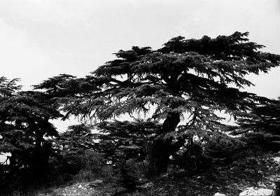Cèdre 2
Réserve naturelle du Barouk dans la région du Chouf - Liban

Pentax MX - APX 100 Rodinal


Mots-clés: Liban- Chouf - Arbre - Cèdre - Barouk