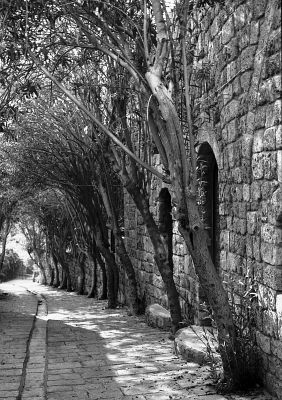 Byblos ancien souk
Byblos ancien souk - Liban - Eté 2008

Pentax MX 50 1.7 Trix 400+Rodinal
Mots-clés: Liban - Arbre- Byblos