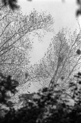 Perchée
Une Cygogne dans un petit coin de bocage dans le pays d'Auge.

Pentax LX - 50/1.7 - Foma 400
Mots-clés: Normandie - Paysage - Cygogne