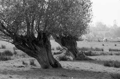 Robehomme
Un petit coin de bocage dans le pays d'Auge.

Pentax LX - 50/1.7 - Foma 400
Mots-clés: Normandie - Paysage - Vache