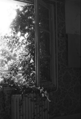 Contre Jour
Avenir Social 

Pentax LX - 50/1.7 - PlusX - ID 11 1+1 
Mots-clés: Friche - Avenir