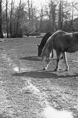Chev'eau 4
Leica M6 - Elmar vissant 90/4 - Trix à 400
