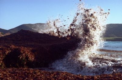 Algues 6
Plage de Capo di Fenu, près d'Ajaccio, en Janvier 2007.

Pentax Me Super, 50mm Pentax M f1.7, Solaris 100iso. 
Mots-clés: Vagues - Corse