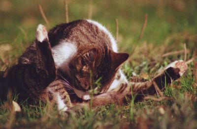Quel pervers ce Gerard !
Chat contorsionniste mâle.

Pentax Me Super - 400mm/5.6 Sigma - Superia 100 iso
Mots-clés: Chat