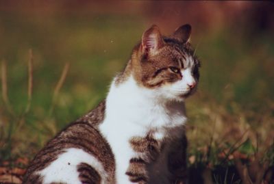 Gerard 3
Pentax Me Super - 400mm/5.6 Sigma - Superia 100 iso
Mots-clés: Chat