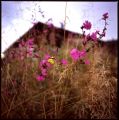 flower-power.jpg