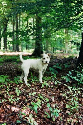 Cleo
Ballade en forêt avec l'idiot de chien! Idiot mais gentil, un peu comme son maître
