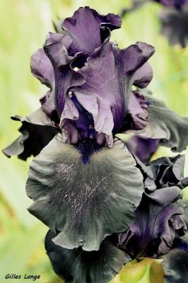 Iris noir
Parc de Bagatelle - Minolta 600 SI classic
