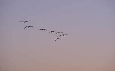 Grues cendrées (grus grus)
Lac du DER / Novembre 2003 /provia 100F
