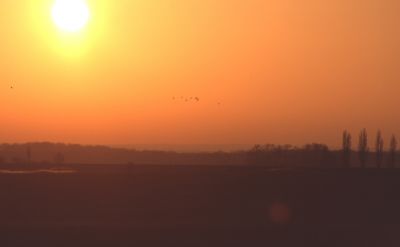 reveil des grues cendrées (grus grus)- matin de novembre
Provia 100F
