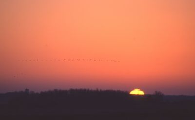 reveil des grues cendrées (grus grus)- matin de novembre
Provia 100F 
