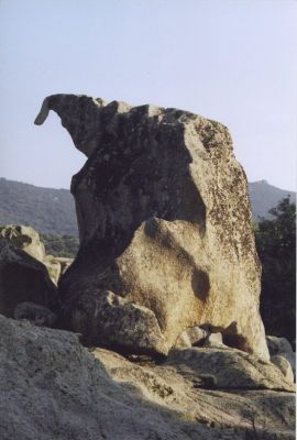 "le dinosaure" de fillitosa
Site préhistorique de fillitosa/corse/Fujica ST605N/reala100
