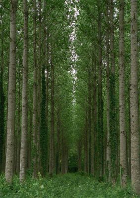 La nef
Photo prise non loin de Bayonne le long de la Nive.
Mots-clés: arbre peuplier basque