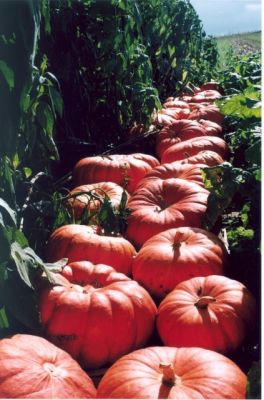 la récolte de citrouille
