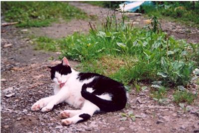 le chat

