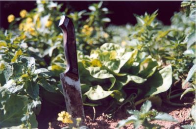 un meurtre dans le potager ?
