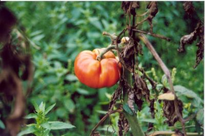 une tomate sans ogm
