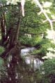 Nom du fichier=ruisseau.jpg
Taille du fichier=88Ko
Dimensions : 424x640
Ajouté le : 19 Septembre 2006 ruisseau.jpg