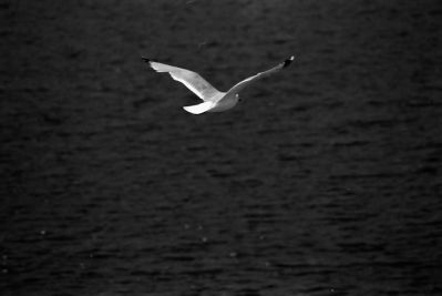Mouettes 5
