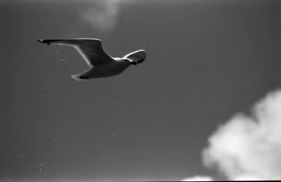 Mouettes 4

