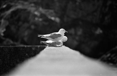 Mouette 3
