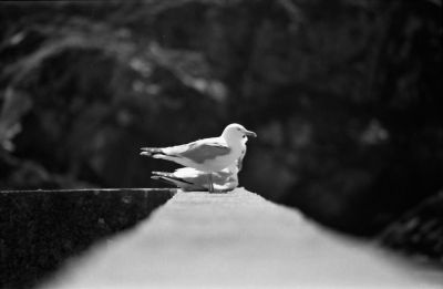 Mouettes 2
