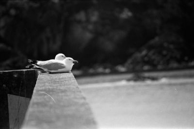 Mouettes tridactyles
