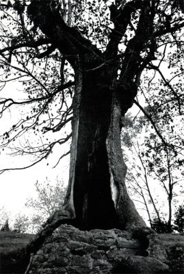 Arbre vu de l'intérieur
