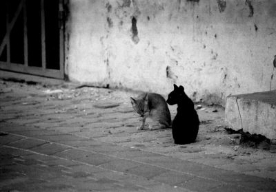Chats
Mots-clés: animaux chat noir et blanc