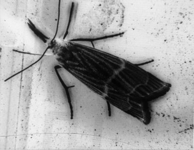 papillon.jpg