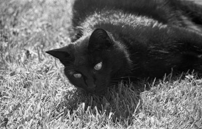 chatnoir.jpg