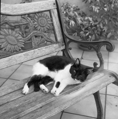 chat

