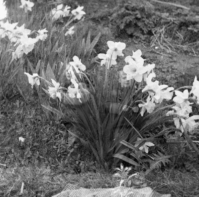 Elfes des jonquilles
Yashica A (moyen format), HP5+. J'ai oublié d'avancer le film.... et ça tombait plutôt pas mal puisque les fleurs seules n'avaient pas grand intérête finalement !
