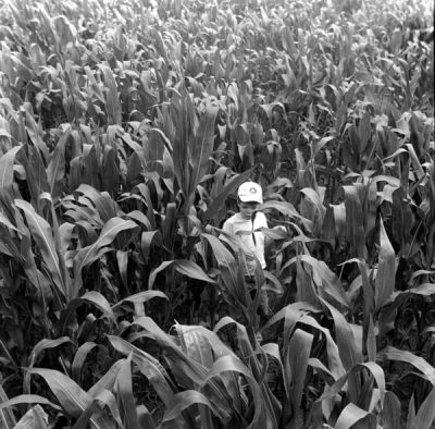 Perdu dans le maïs
Agfa isolette, suite !
