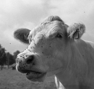 Vaches de mouches !
