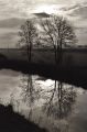 2arbres~0.jpg