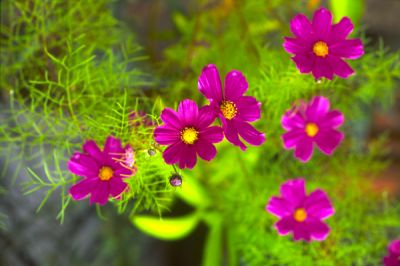 fleurrose.jpg