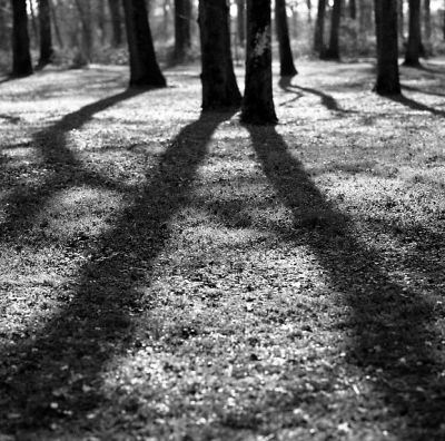 bois de boulogne
