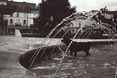 chien dans la fontaine
