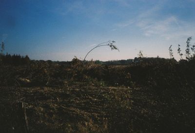 Arbre
