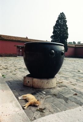 chat pékinois
