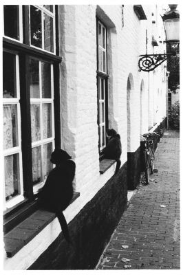 Chats siamois
Brugges, 2006
