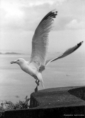 hawww hawww
canon AE1 (sigma 35-135mm avec un piqué digne d'un instamatic kodak)
