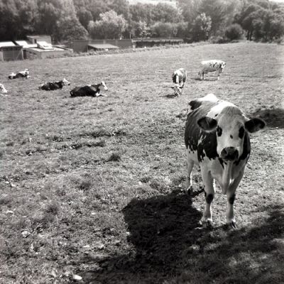 agfa click 3
