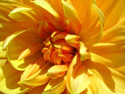 Fleur jaune - Pentax P30
