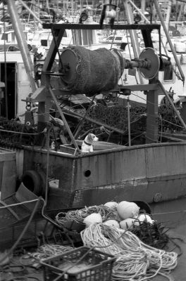 le petit chien - Paimpol
Canon AE1 - FP4
