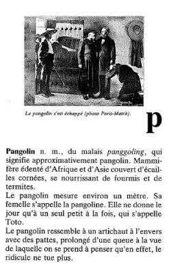 pangolin.jpg
