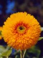 FLEUR3.JPG